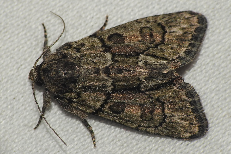 Cryphia fraudatricula - homoki zuzmóbagoly