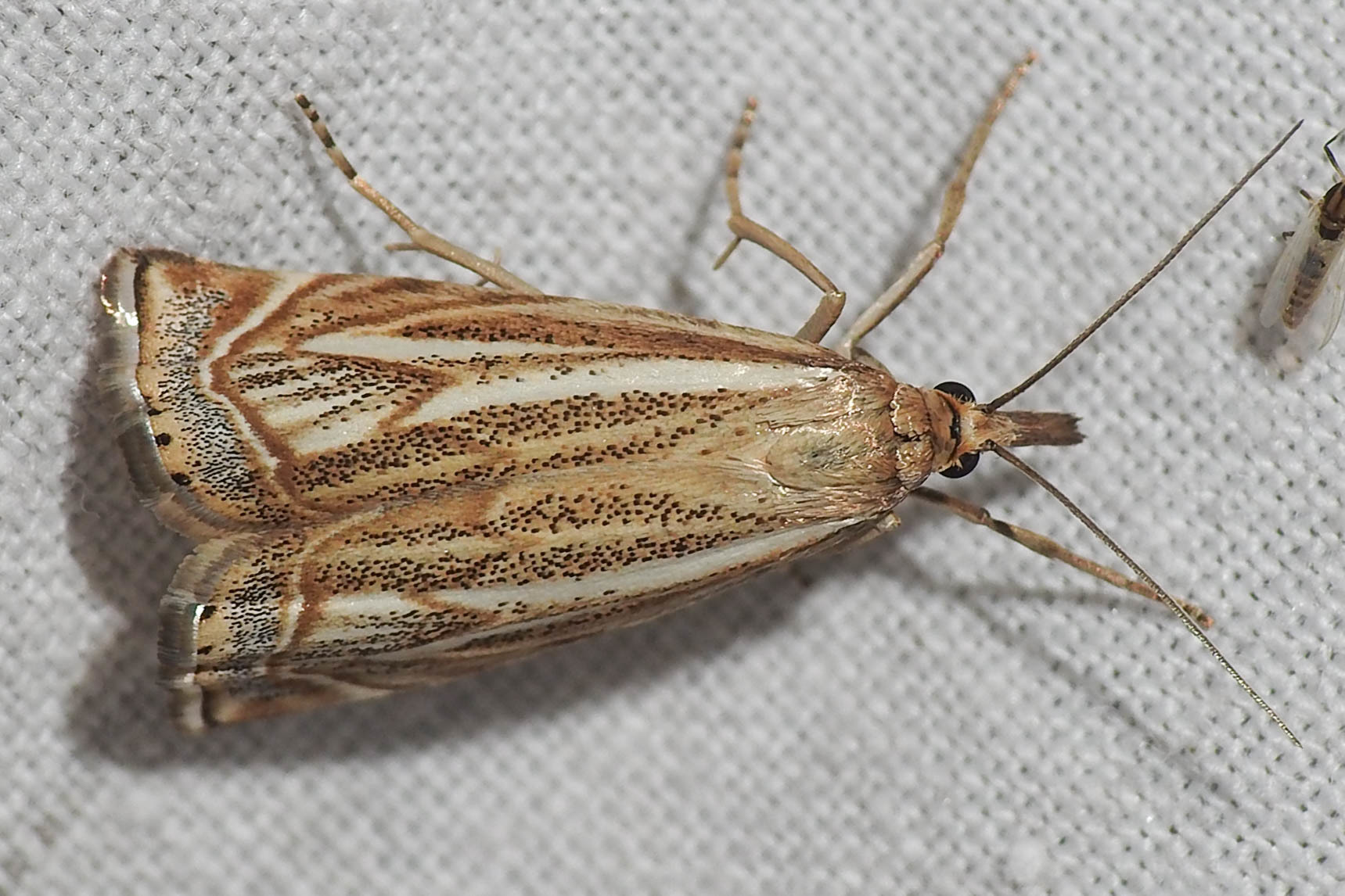 Xanthocrambus lucellus - zegzugos fűgyökérmoly