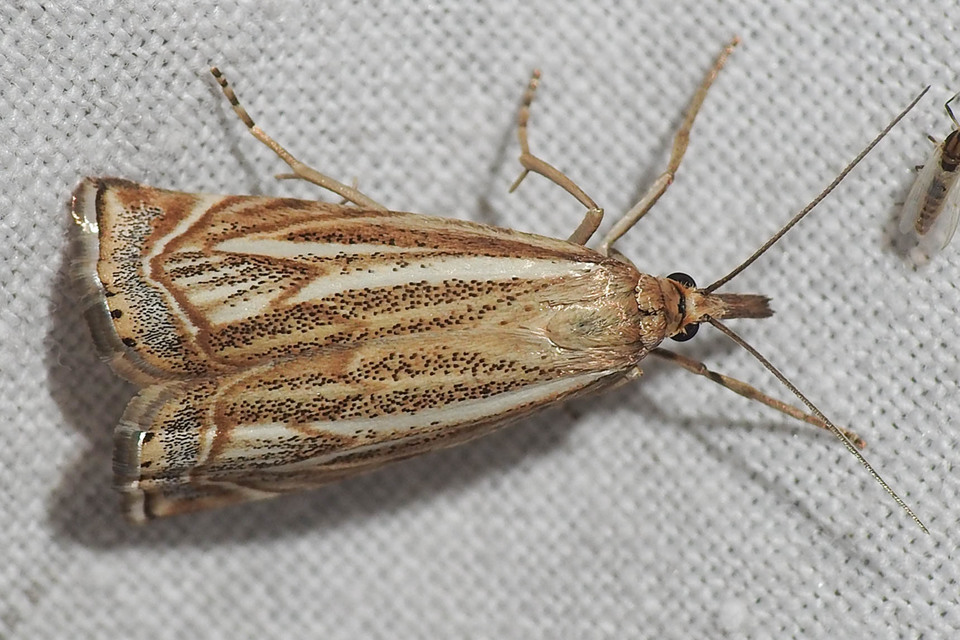 Xanthocrambus lucellus - zegzugos fűgyökérmoly