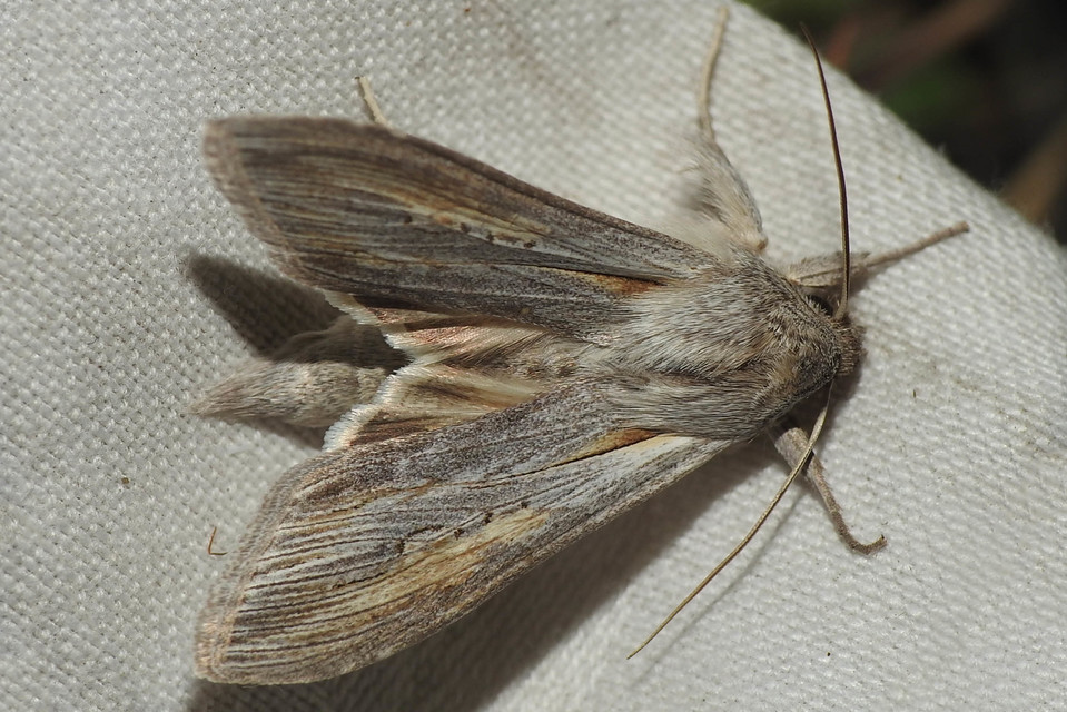 Cucullia balsamitae - homoki csuklyásbagoly