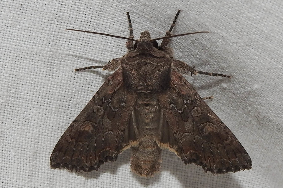Lacanobia amurensis - homoki kertibagoly