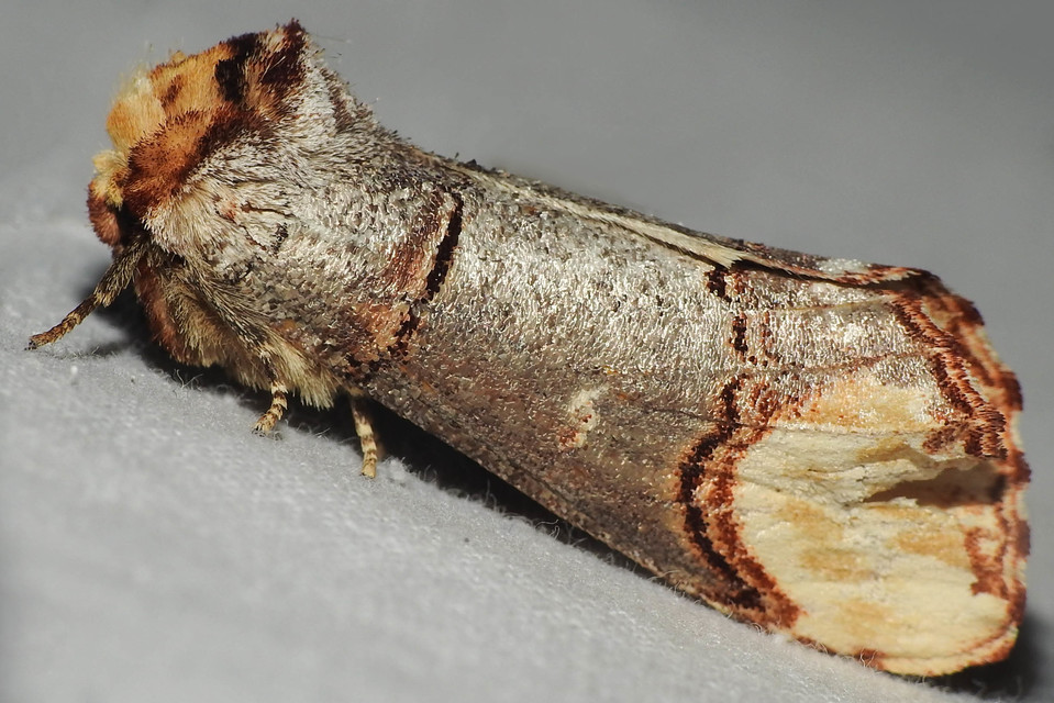 Phalera bucephala - sárgafoltos púposszövő