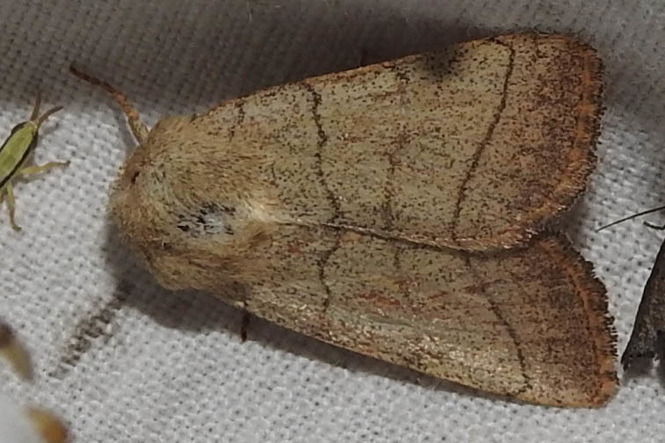 Charanyca trigrammica - háromsávos lombbagoly