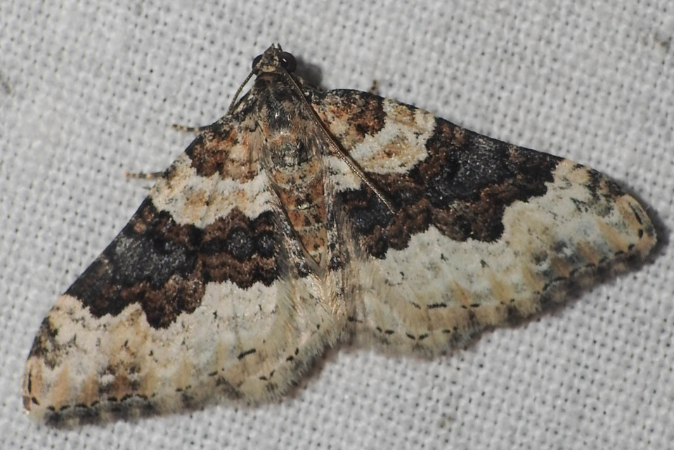 Epirrhoe galiata - sávos galajaraszoló