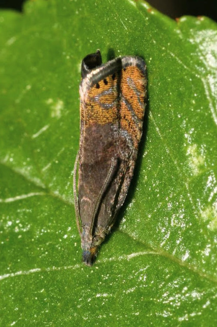 Dichrorampha plumbana - sötét gyökérfúrómoly