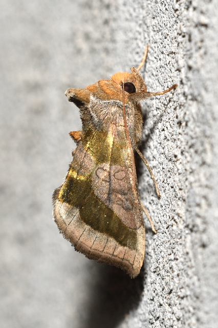 Diachrysia chrysitis - aranybagoly
