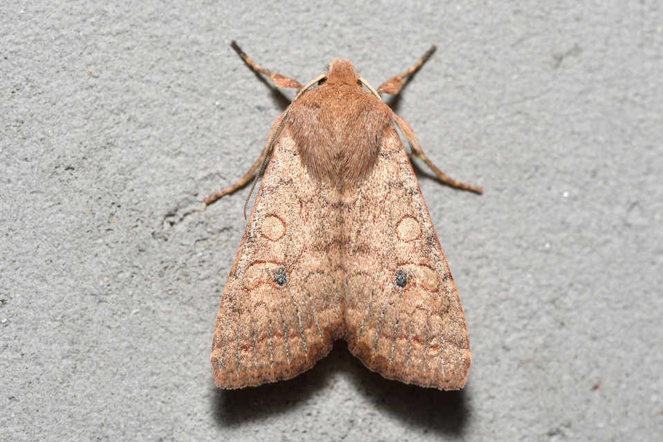 Sunira circellaris - okkersárga őszibagoly