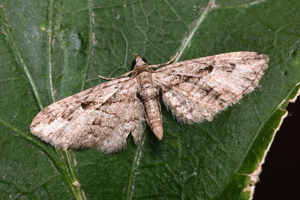 Eupithecia ericeata - feketefenyő-törpearaszoló