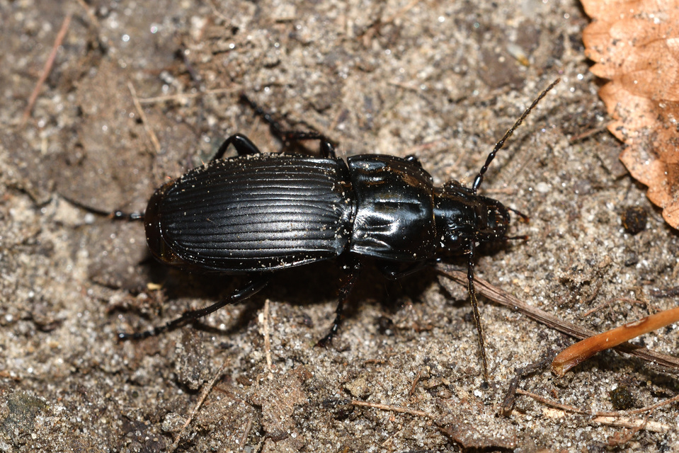 Abax parallelepipedus - félbordás szélesfutó