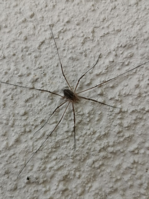 Opilio