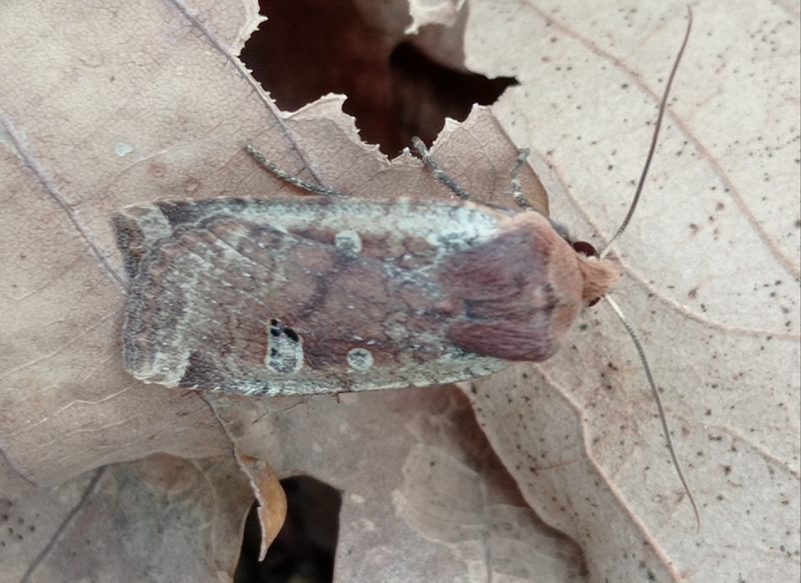 Conistra erythrocephala - vörösfejű őszibagoly
