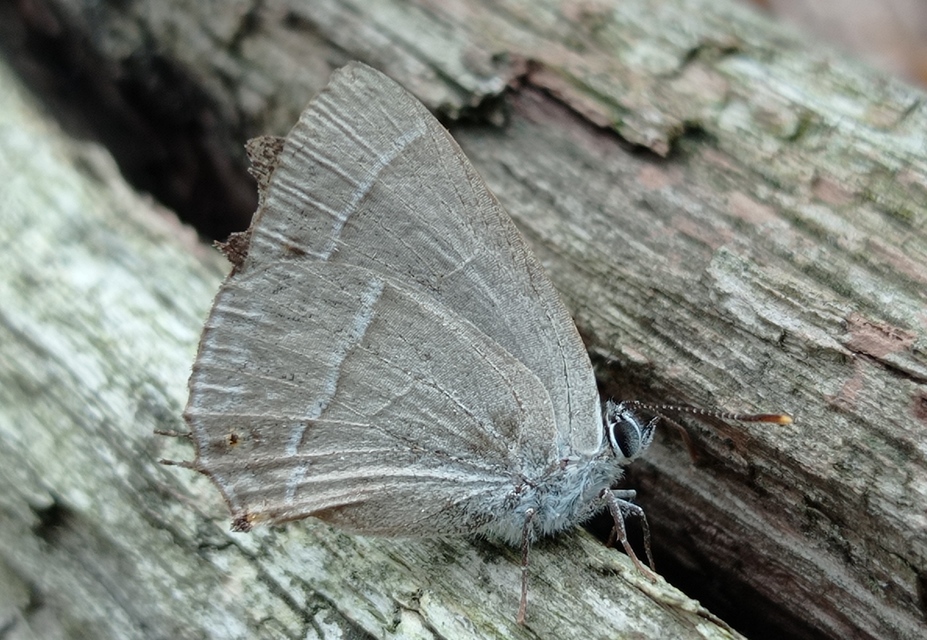 Neozephyrus quercus - tölgyfalepke