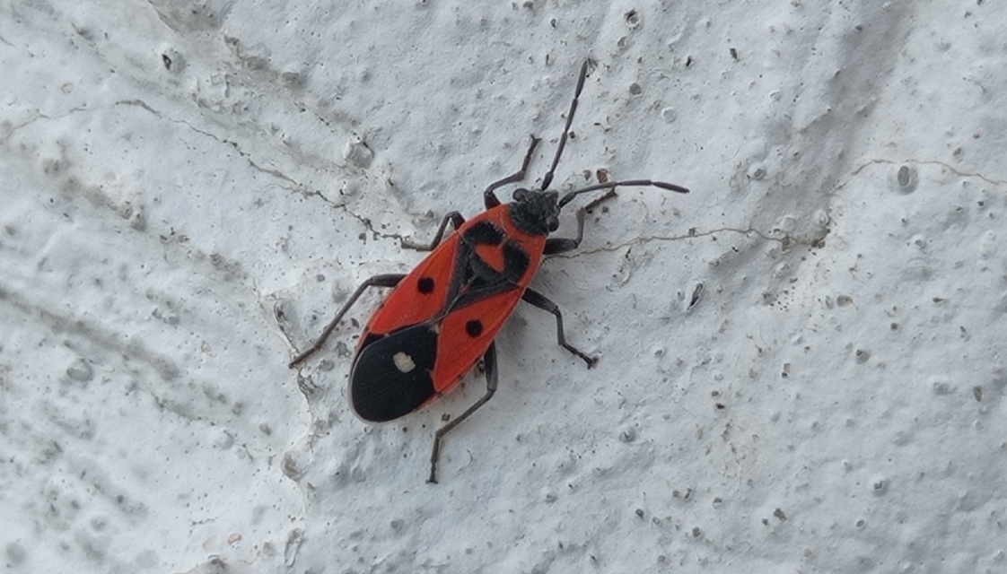 Melanocoryphus albomaculatus - nagy fehérfoltos-bodobács
