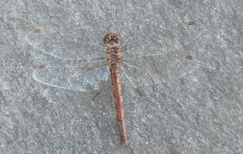 Sympetrum vulgatum - barkós katona-szitakötő