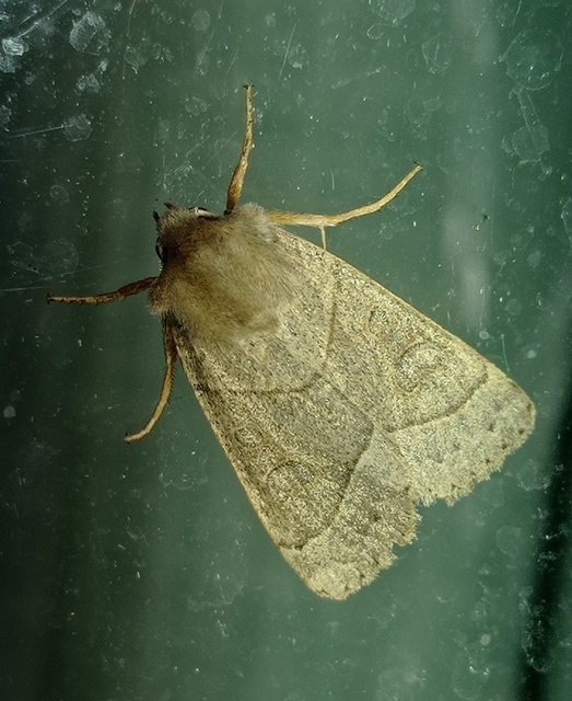 Mesogona acetosellae - madársóskabagoly
