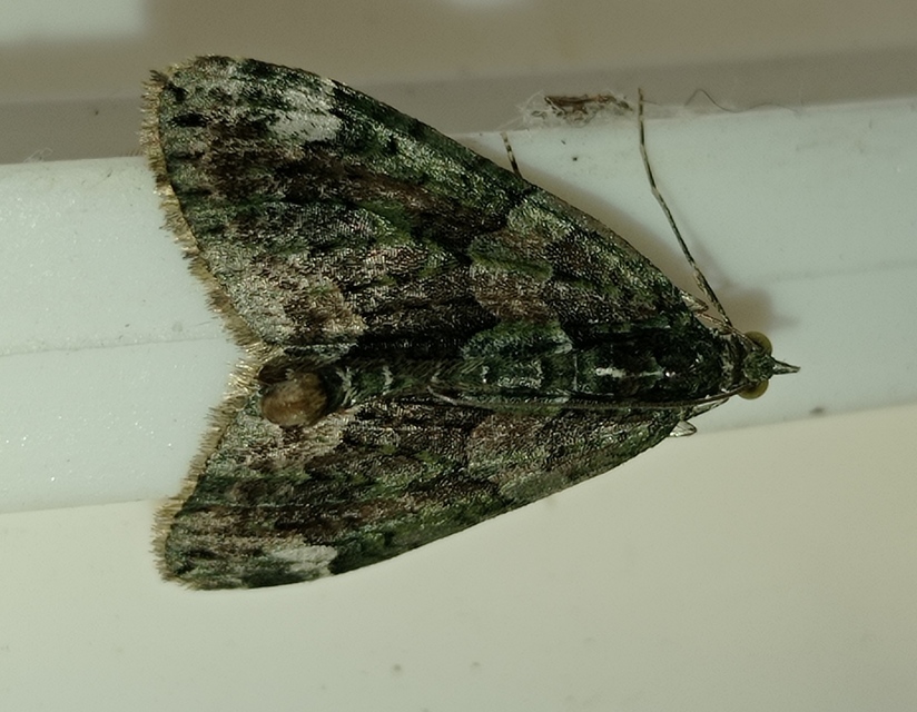 Chloroclysta siterata - salátazöld araszoló