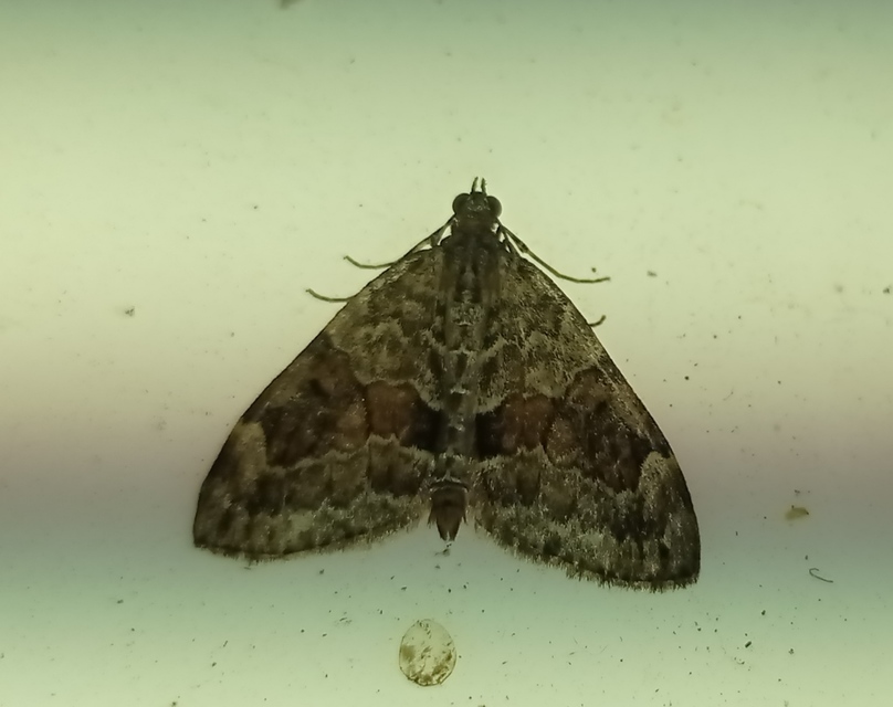 Thera variata/britannica