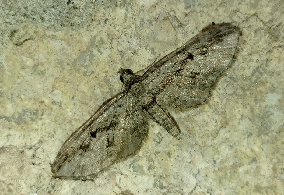 Eupithecia ericeata - feketefenyő-törpearaszoló