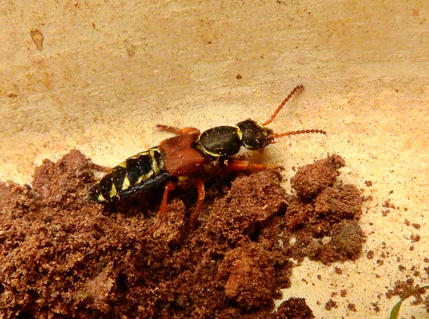 Staphylinus caesareus - aranysujtásos holyva