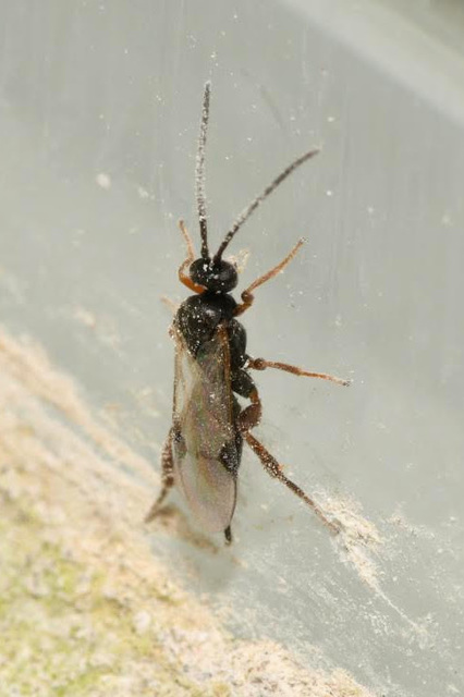 Apanteles carpatus