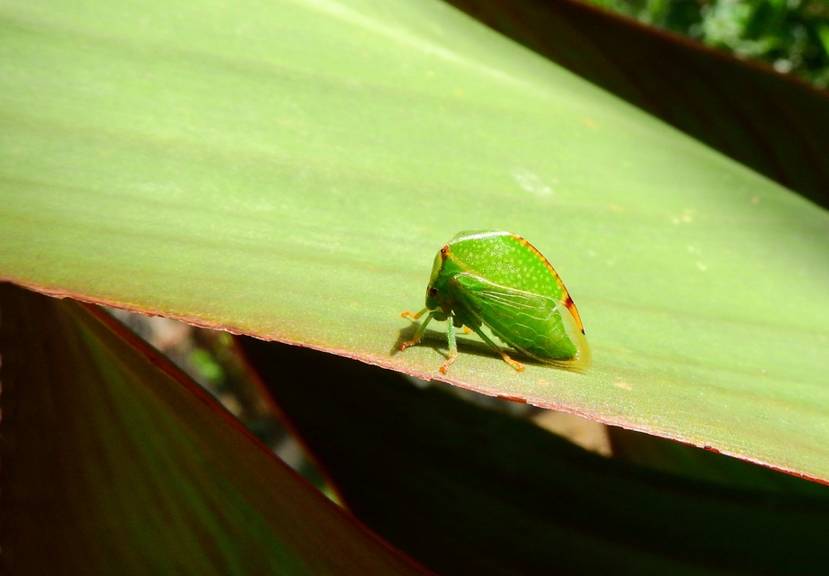 Stictocephala bisonia - bivalykabóca