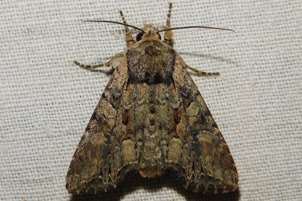 Lacanobia thalassina - borbolya-kertibagoly