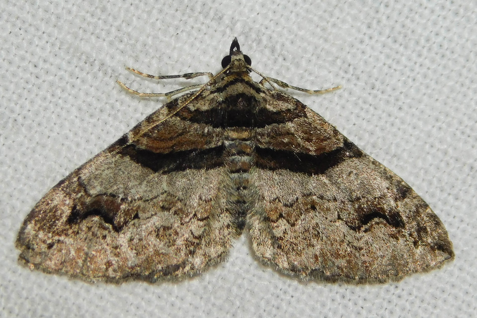 Pareulype berberata - sóskafa-tarkaaraszoló
