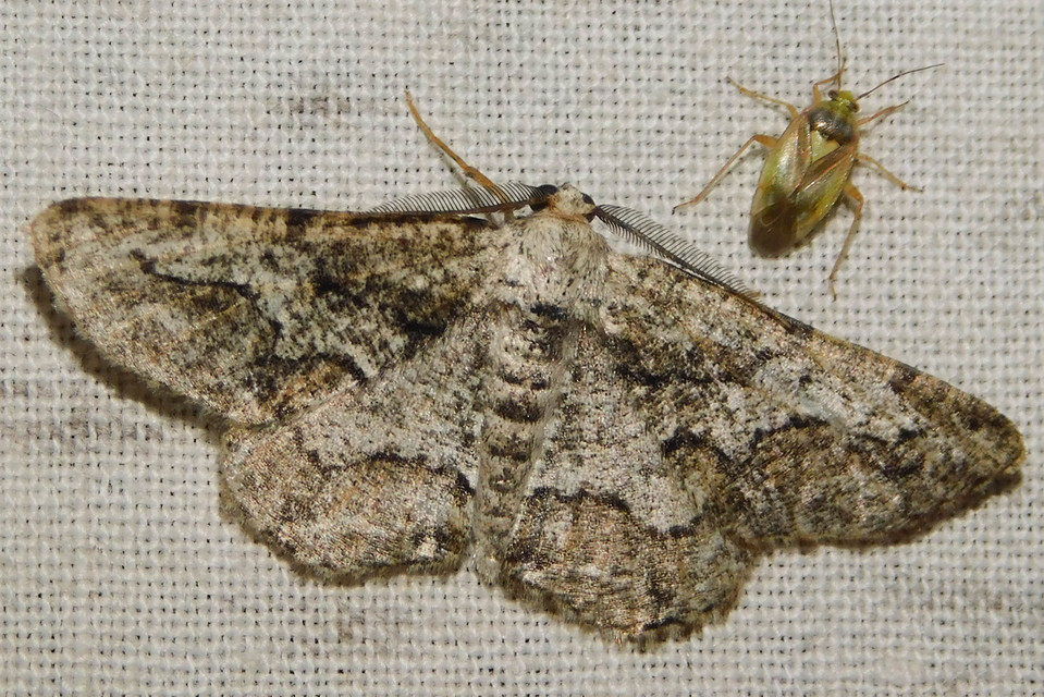 Synopsia sociaria - ürömaraszoló