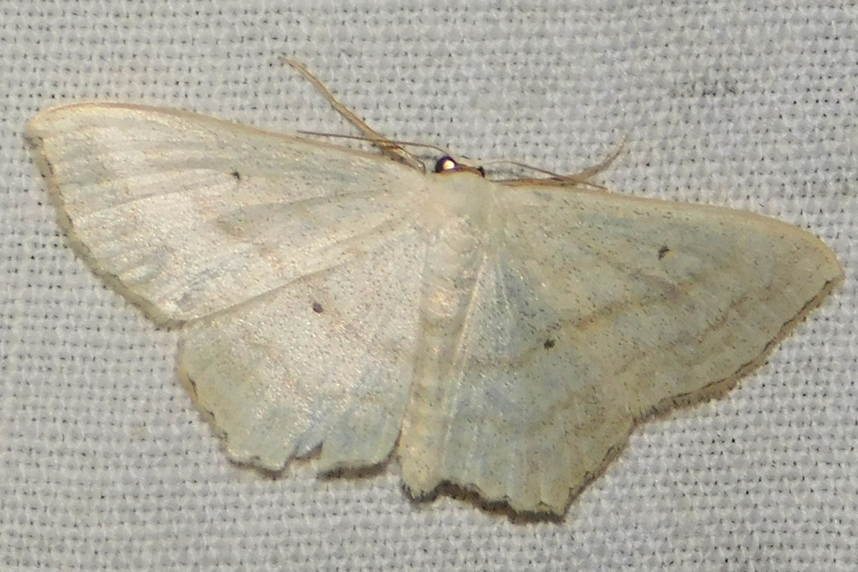 Scopula flaccidaria - alföldi sávosaraszoló