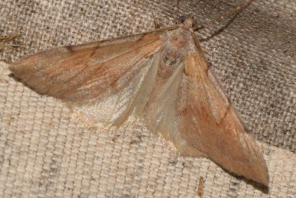Pennithera firmata - sárgásvörös fenyőaraszoló
