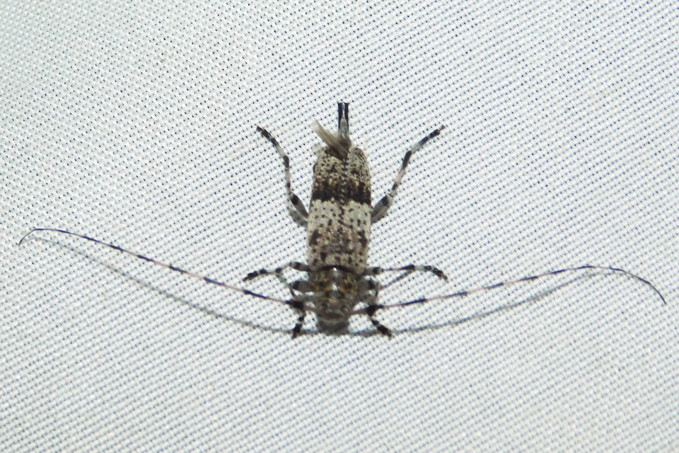 Acanthocinus griseus - szürke daliáscincér