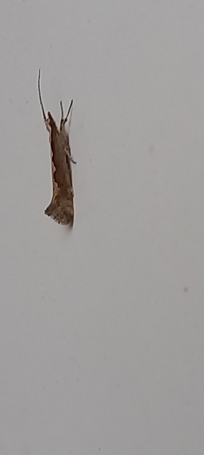 Plutella xylostella - káposztamoly