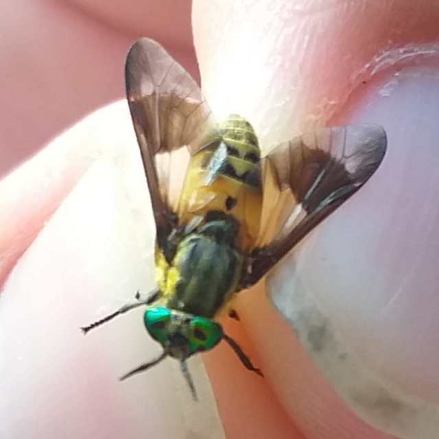 Chrysops viduatus - egyfoltos pőcsik