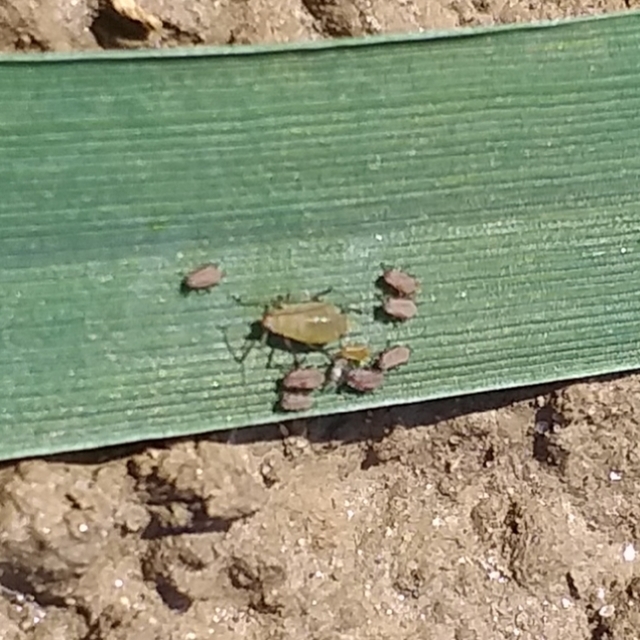 Aphididae - valódi levéltetvek