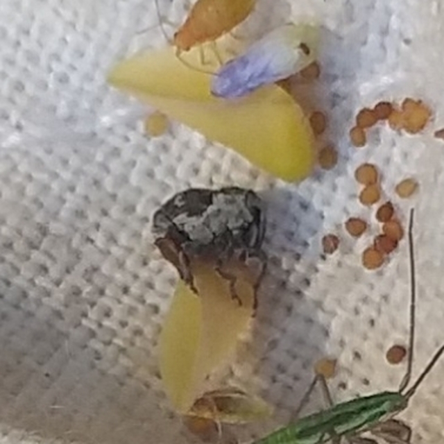 Nedyus quadrimaculatus - közönséges csalánormányos