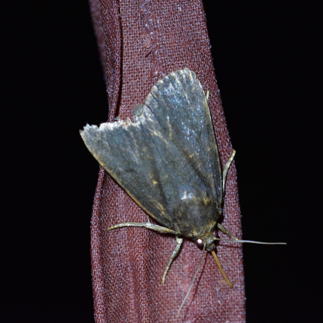 Amphipyra livida - zsírfényű bagoly