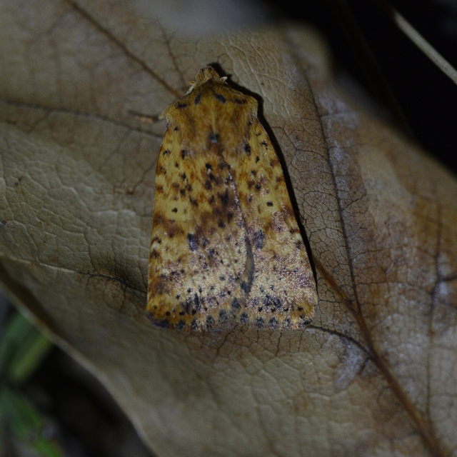 Conistra rubiginea - vörös őszibagoly