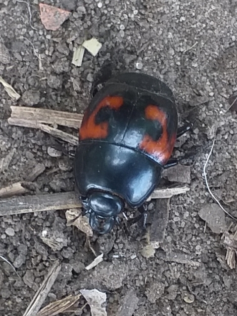 Hister quadrimaculatus - közönséges sutabogár