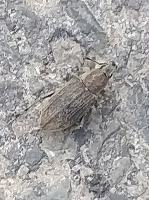 Tanymecus palliatus - közönséges hegyesfarúbarkó