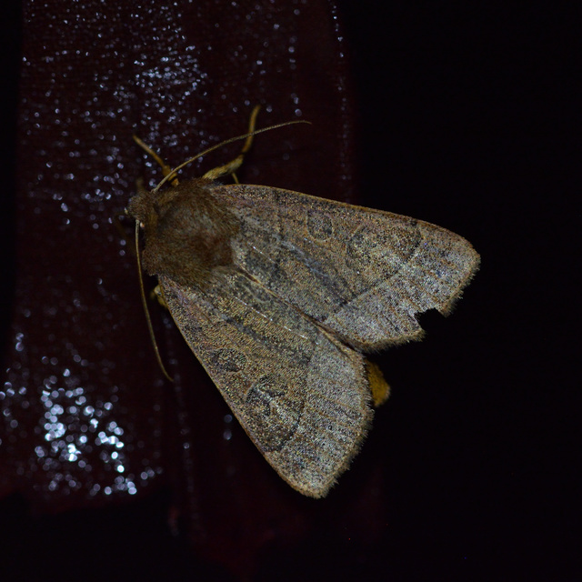 Mesogona acetosellae - madársóskabagoly
