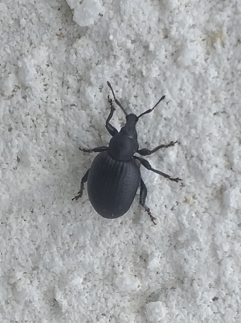 Otiorhynchus catenulatus - gyászos gyalogormányos