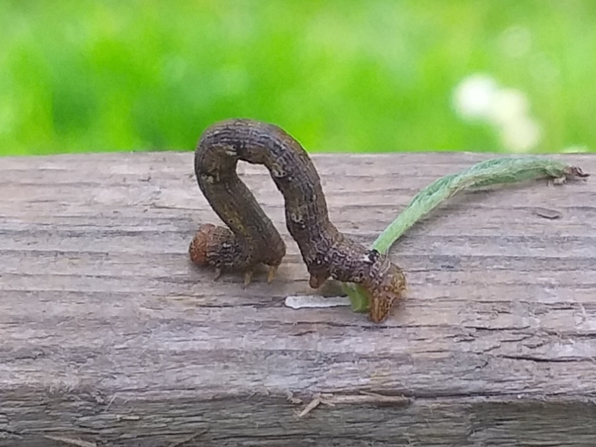 Agriopis aurantiaria - aranysárga téliaraszoló