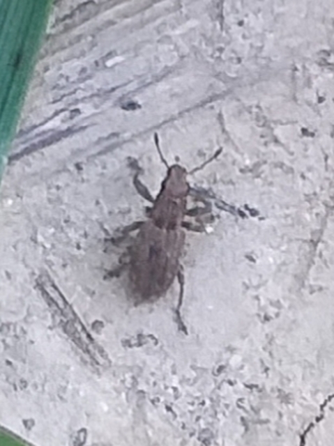 Sitona obsoletus - sárga csipkézőbogár