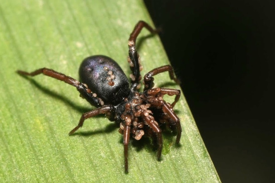 Trachyzelotes pedestris - vöröslábú gyászpók
