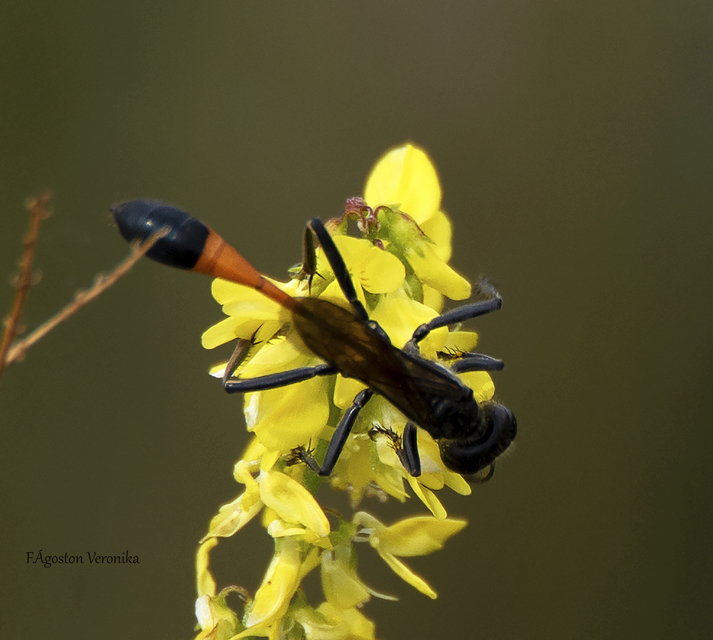 Ammophila sabulosa - homoki hernyóölődarázs