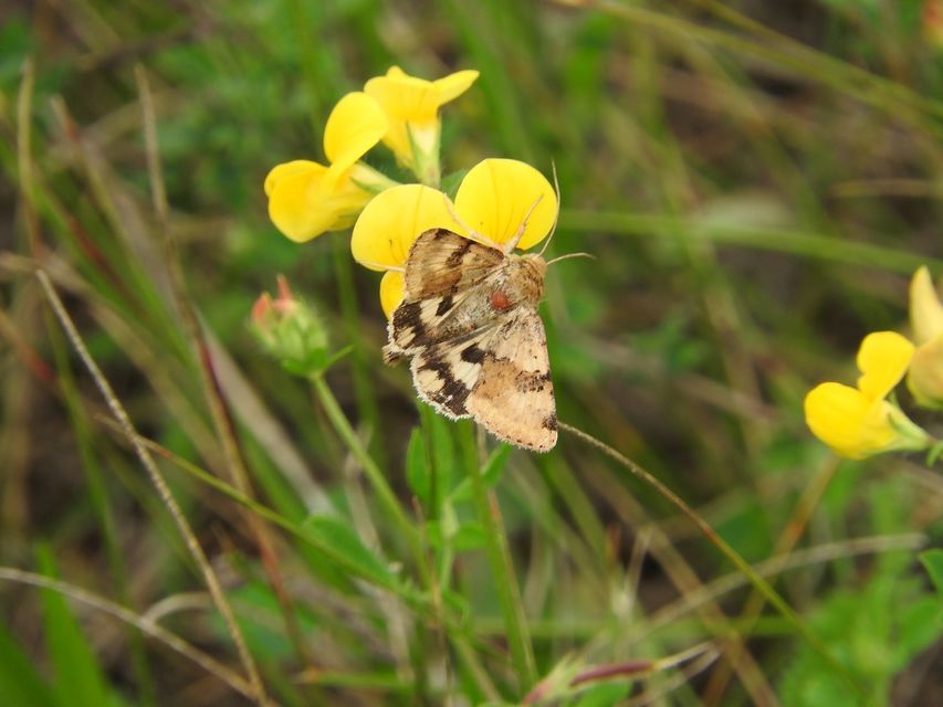 Heliothis viriplaca - mácsonyabagoly