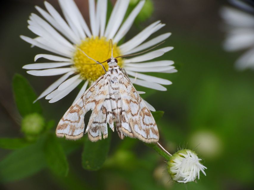 Elophila nymphaeata - tarka vízimoly