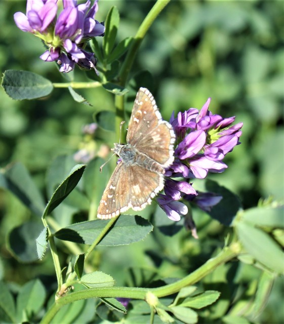 Pyrgus armoricanus - feles busalepke