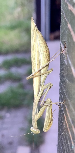 Mantis religiosa - imádkozósáska