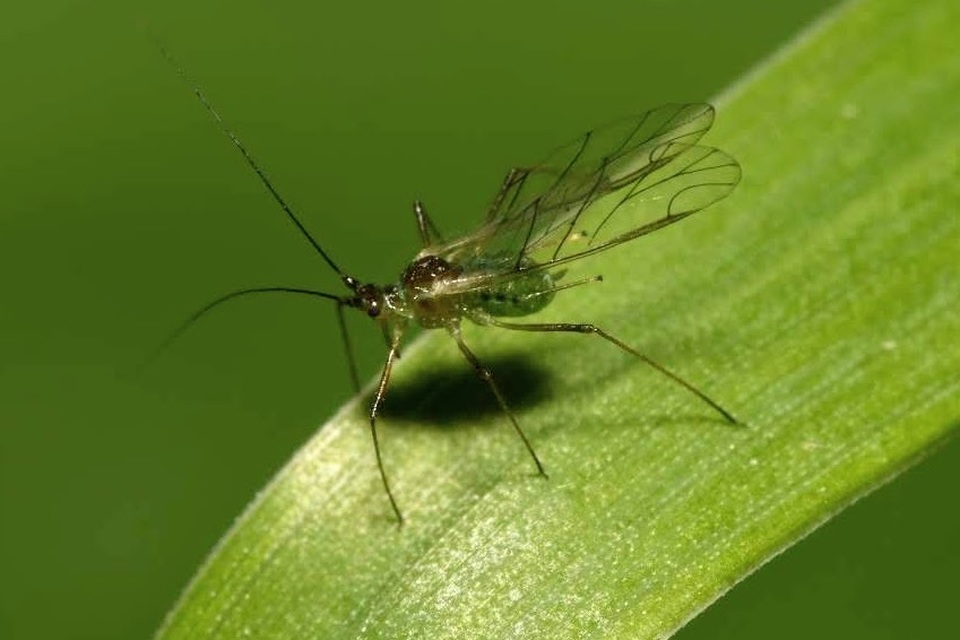 Aphididae - valódi levéltetvek